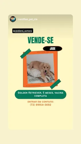 Filhote de cachorro 