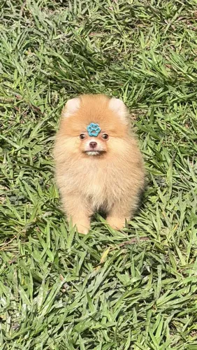 Spitz