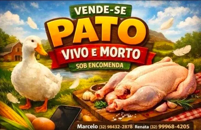 Vende-se pato vivo ou morto