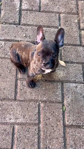 Buldogue francês macho