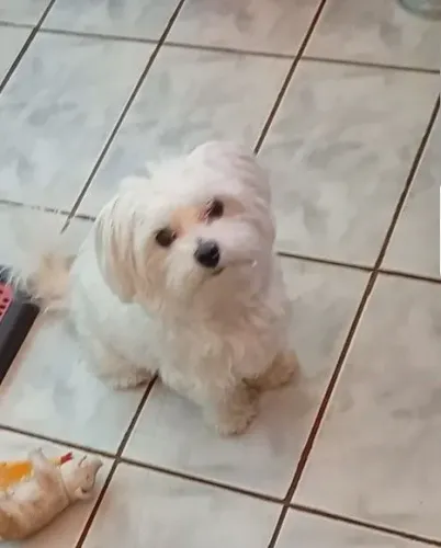 Vendo maltês fêmea leia descrição