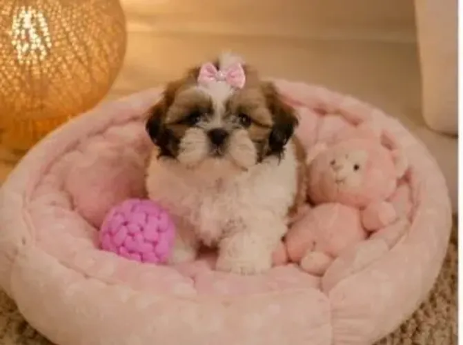Filhote Shih Tzu Fêmea Mini - Excelente Linhagem
