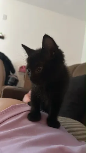 Gatinho para adoção