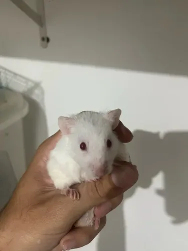 Hamster Sírio