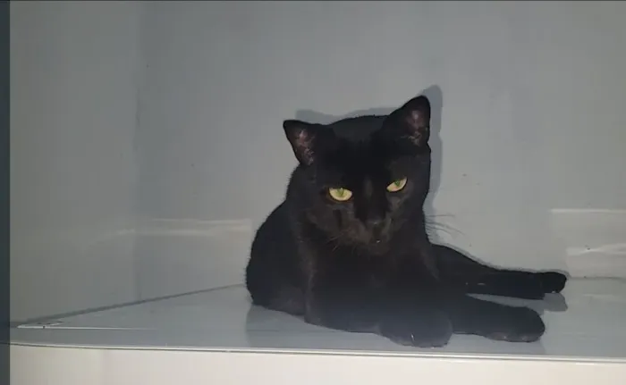Gatinho doação 