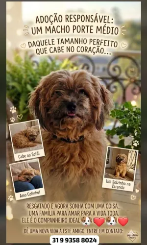 Cachorrinho para adoção 