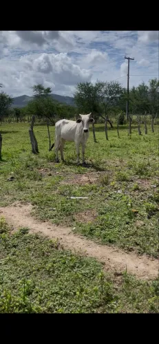 Novilhas