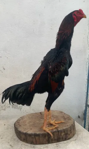 galo Shamo Japonês