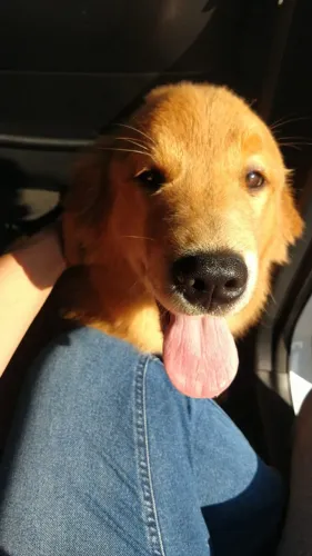 Vendo um filhote de cachorro fêmea da raça Gold