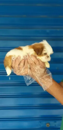Compre seu Shih Tzu com Contrato e Garantias Veterinárias