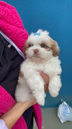 Shih tzu