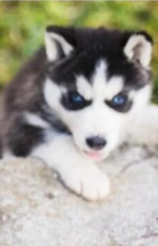 Husky siberiano ativo