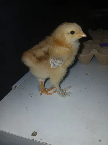 Pintinhos Brahma
