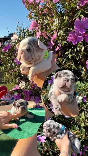 Bulldogue francês