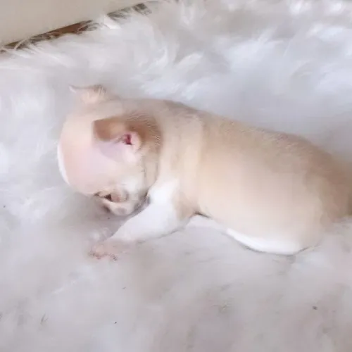 Filhote de chihuahua