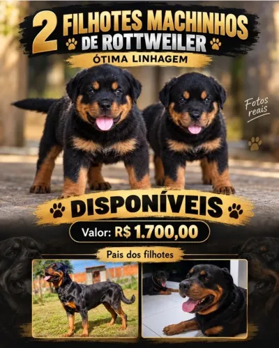 Filhotes de Rotweiler macho disponíveis