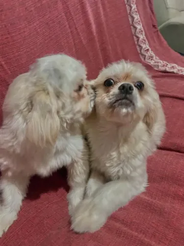Casal de filhotes Shih tzu