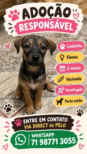 Doação de Pet