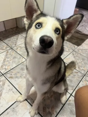 Doando husky siberiano fêmea
