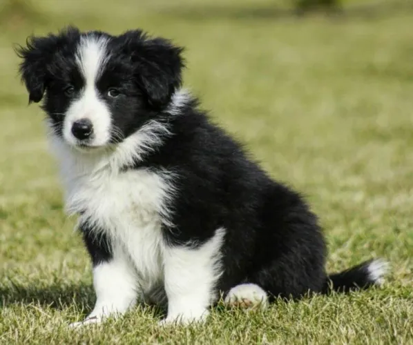 Filhotes de Border Collie