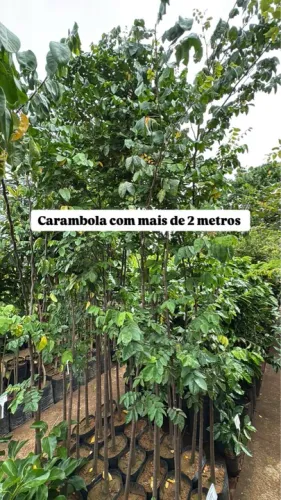 Mudas de Carambola com mais de 2 metros