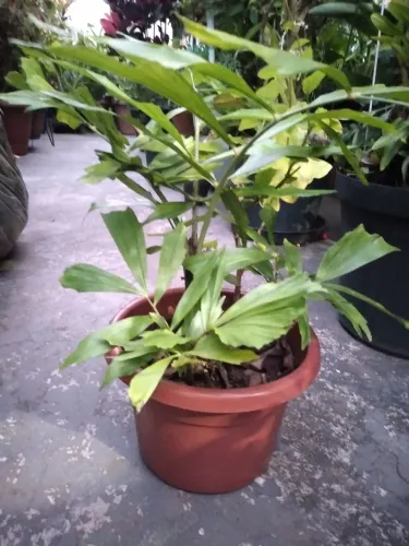 Palmeira tariota mitis
