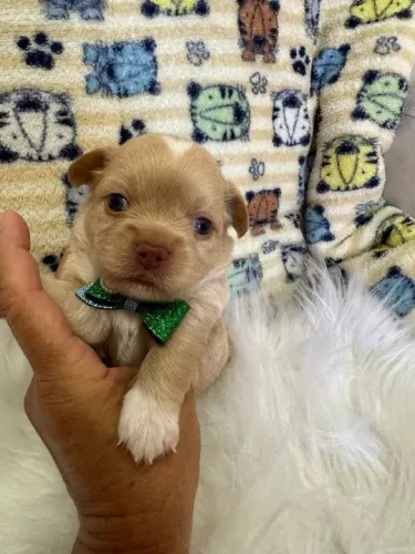 Chihuahua Pequeno Preto Macho - Compacto, Elegante e Muito Leal!