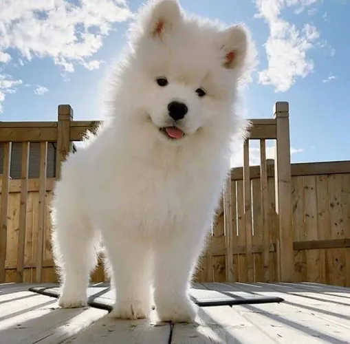 Filhotes de Husky Siberiano puro e branquinho como algodão 