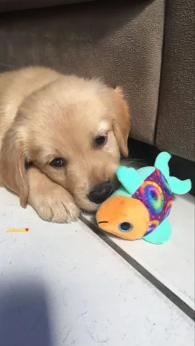 Filhote Golden Retriever descubra a felicidade 