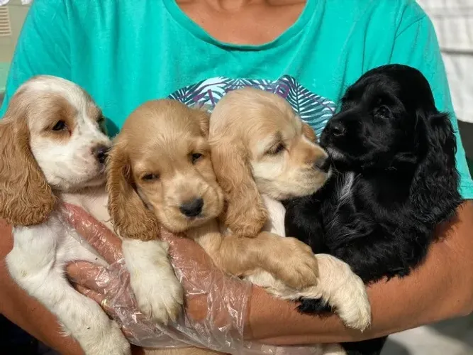 Cocker Spaniel Inglês - Um charme em forma de filhote!