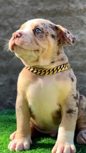 Filhotes Pit monster 