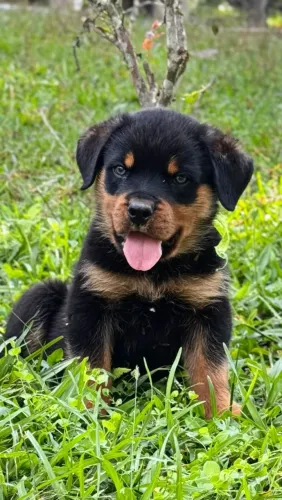 Rottweiler Porte Alemão 