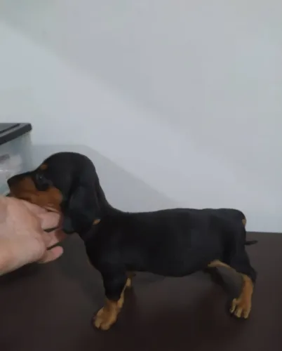 Teckel/Basset/Salsicha: Um Filhote Cheio de Charme e Companheirismo