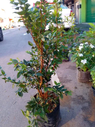 Mudas de Jabuticaba - Produção Propria