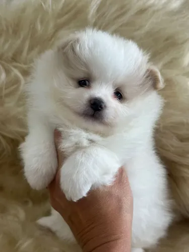 Spitz Alemão. Famoso Lulu da Pomerânia. Pedigree CBKC 
