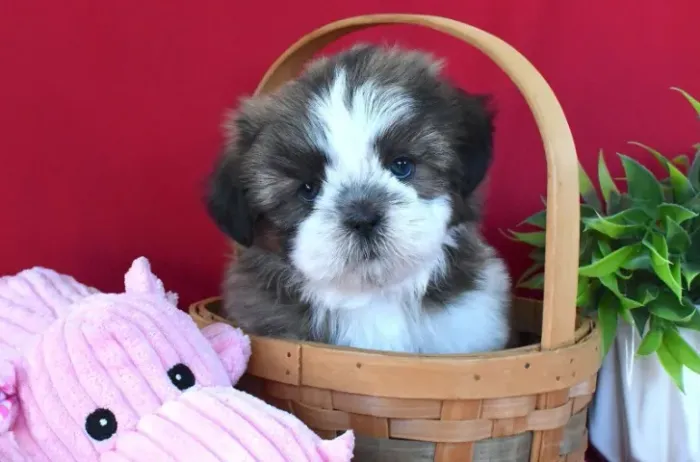 Filhotes de Shih tzu | Filhotes de cachorro adoram fazer novas amizades.