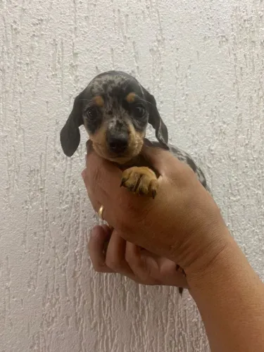 Manual de cuidado e contrato tudo para uma compra segura &$dachshund&$