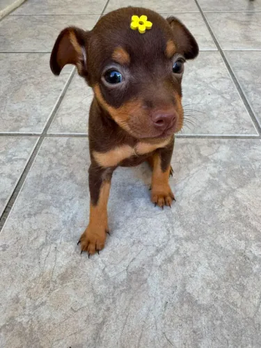 Chocolate mini pinscher 