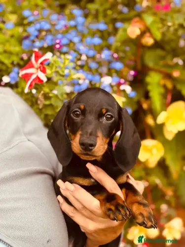 Cãozinho Teckel/Dachshund/Salsicha/Salsichinha/Basset/Cofap amorosos e dóceis