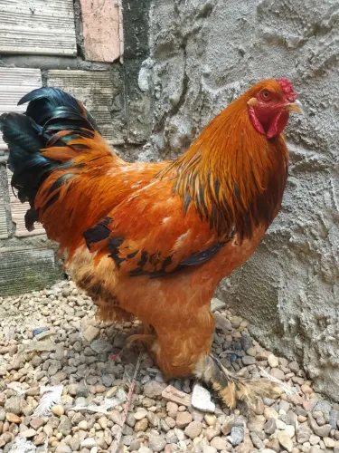 Galo Brahma 