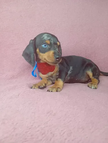 Basset Filhotes - Alerquim, Merle, Preto e canela - Otimas Cores