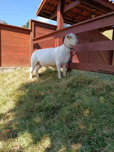 Borrego Dorper x White Dorper 