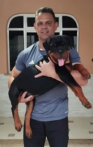 Filhotes de rottweiler padrão Alemão
