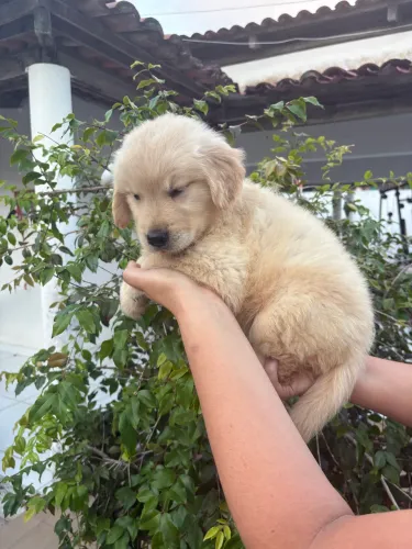 Golden retrivier 