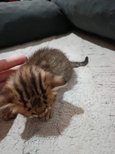 GATINHO FILHOTE ADOÇÃO