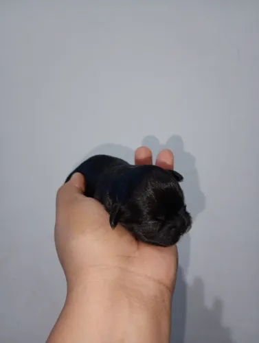 Filhotes de shih Tzu pra disponível