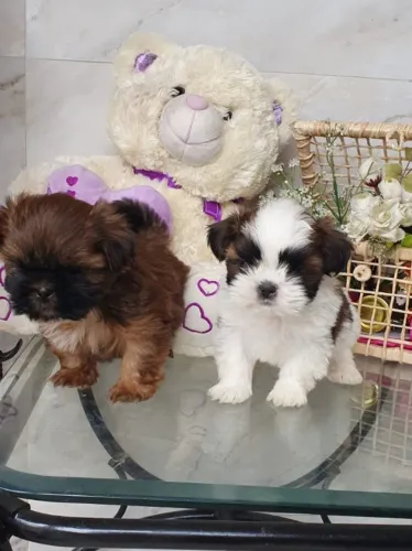 Filhotes de Shihtzu, Raridade, Zero focinho, Macho e Fêmea Chocolate disponíveis