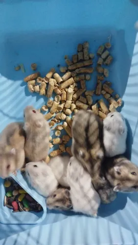 FILHOTES HAMSTER ANÃO RUSSO