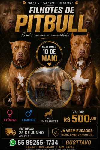 Filhotes de pitbull 
