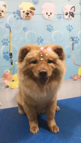A procura de um namorado, chow chow 